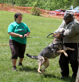 Rossa van den Heuvel IPO1 german shepherds Khaleesi pat riley sda backwoods k9